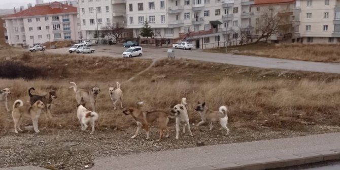 Kamyon dolusu sokak köpeği, okulun önüne bırakıldı!