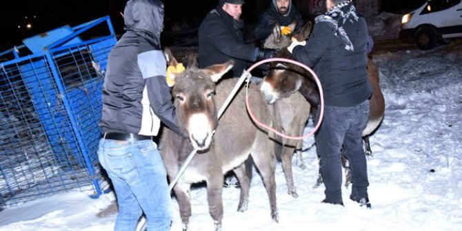 Başıboş eşekler 'donmasın' diye toplanıp barınağa getirildi