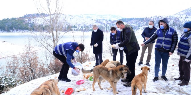 Kahramankazan Belediyesi, can dostlarını yalnız bırakmıyor