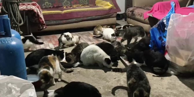 30 kedi için ardiyeyi sıcak yuvaya dönüştürdüler  