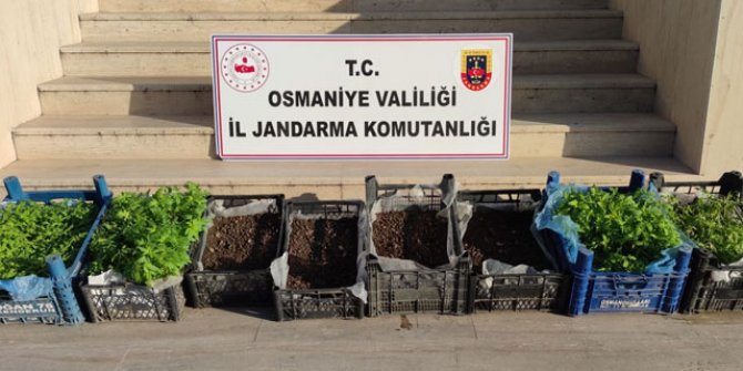 Uyuşturucu serasına dönüştürülen evde 2 bin 500 kök kenevir fidesi ele geçti