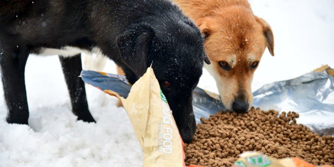 Sokaktaki can dostlarına dört mevsim yardım