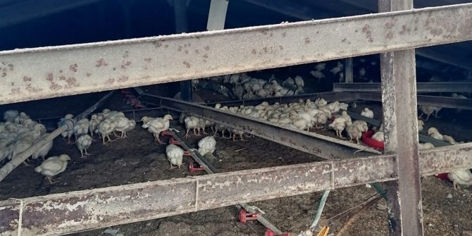 Sakarya'da çiftliğin çatısı çöktü; 25 bin tavuk öldü