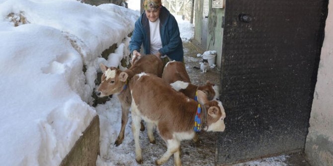 İneği üçüz doğuran Neslihan Ergaş: Üçüz olunca şaşırdık