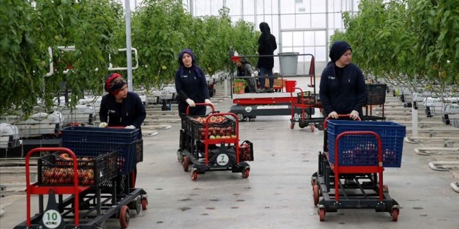 Soğuğuyla ünlü Sivas'ta jeotermal serada yetiştirilen domatesler Avrupa'ya satılıyor