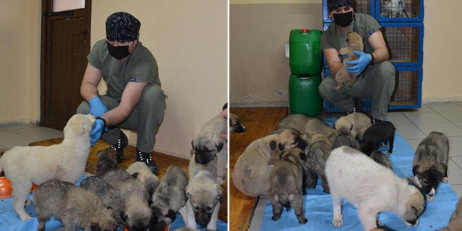 Ölüme terkedilen 63 yavru köpek yeni yuvalarına alıştı