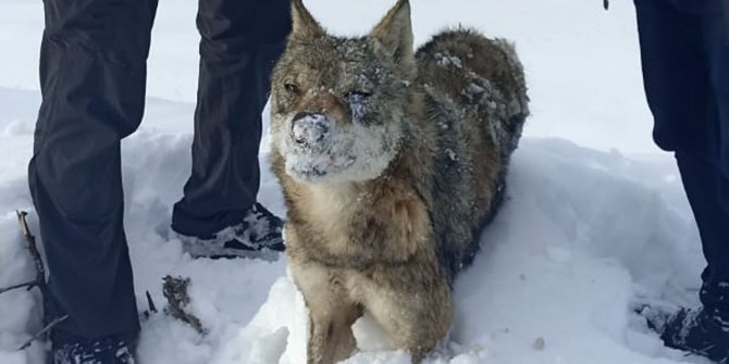 Soğuk havada kurt dondu