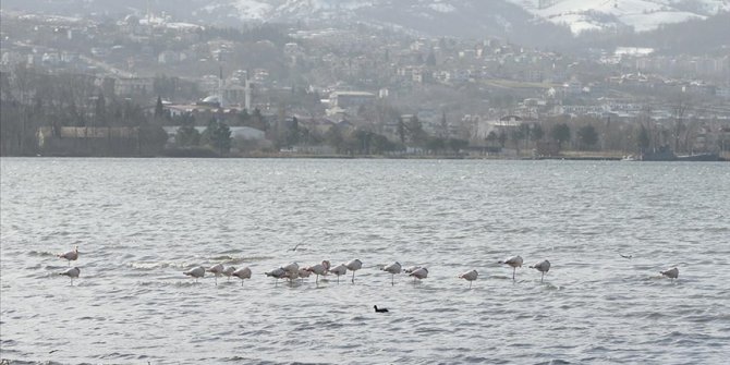 Kuş gözlemcilerinin gözde rotası: İzmit Körfezi Sulak Alanı