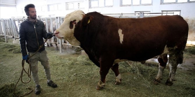 Damızlık boğa 'Milky'den Sultansuyu Tarım İşletmesi'ne 1,25 milyon liralık katkı