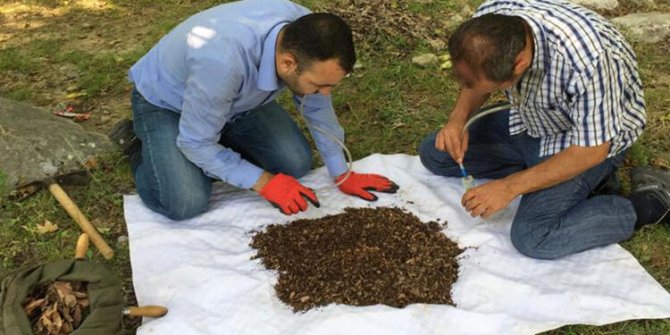 Kahramanmaraş'ta yeni örümcek cinsi keşfedildi