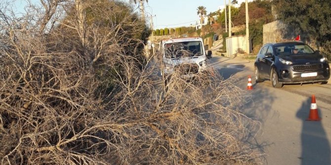 Bodrum'da fırtına nedeniyle ağaçlar devrildi