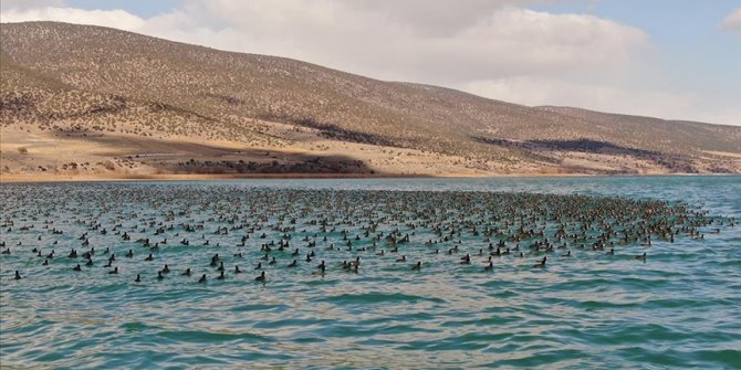 Göller Yöresi'nde 2022 yılı sayımında en çok 'sakarmeke' görüldü