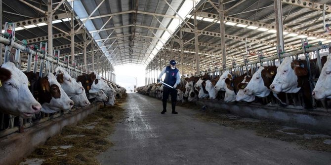 Toplanan inek sütü miktarı 2021'de 10 milyon tonu aştı