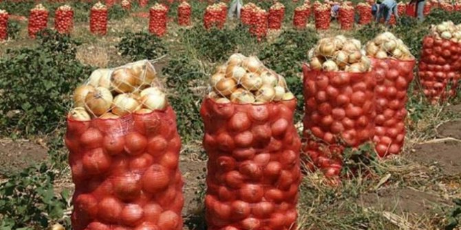 Polatlı soğanının faydalarını saya saya bitiremeyen Kılınç: "Bol bol tüketilmeli"