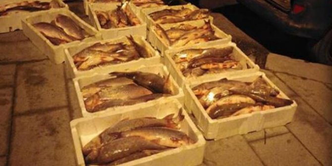 Terkos Gölü'nde kaçak avlanan 400 kg Akbalığa el konuldu