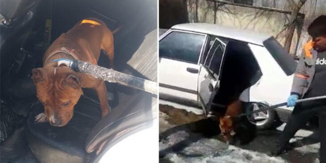 Mahalleli Pitbull beslediğini ihbar etti, 14 bin 982 TL ceza kesildi