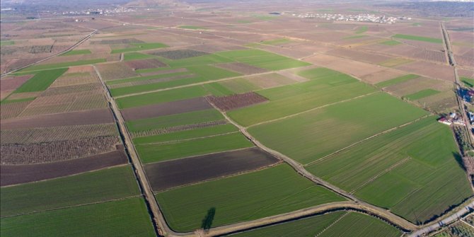 Amik Ovası'nda etkili olan yağışlar çiftçiye can suyu oldu