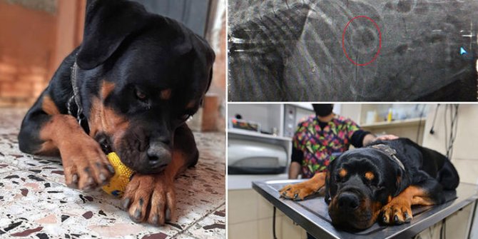 Köpeğin oynarken yuttuğu plastik top, ameliyatla çıkartıldı