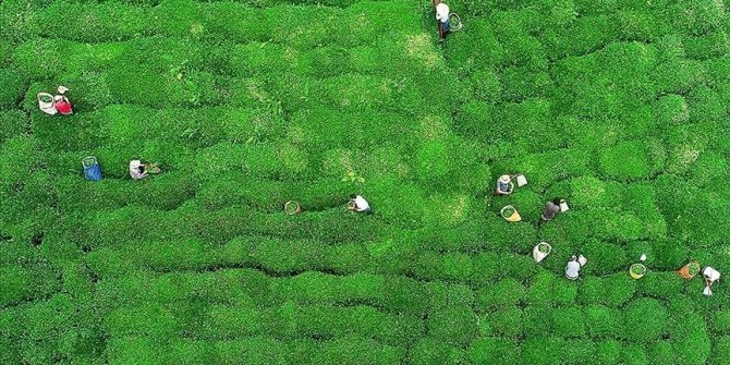 Çay ihracatı 2022 yılının ilk ayında 1,4 milyon dolar kazandırdı