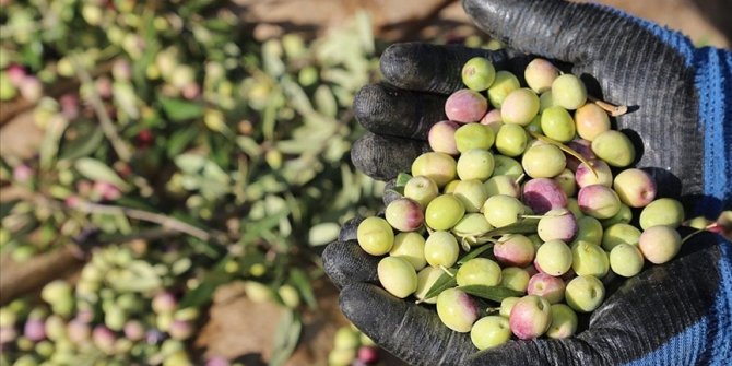 Zeytin ve zeytinyağında 5 yıl içinde 1 milyar dolar ihracat hedefi