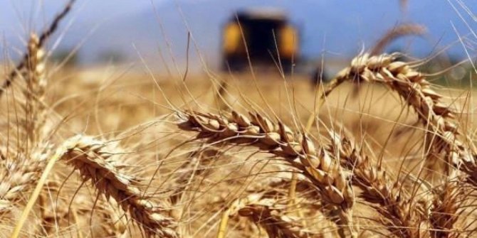 Buğday fiyatları 9,5 yılın zirvesine yükseldi
