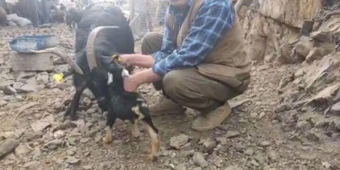 3 bacaklı doğan oğlağı görenler şaşırıyor