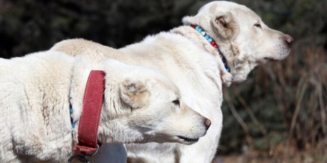 Akbaş çoban köpeklerinin ırk geçmişleri incelenecek