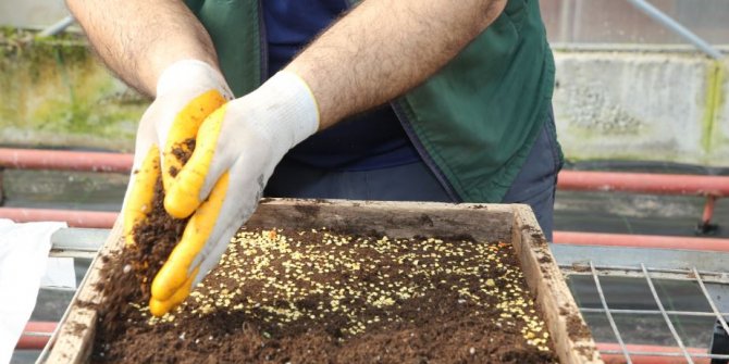 Ata tohumları Gölbaşı'nda toprakla buluştu