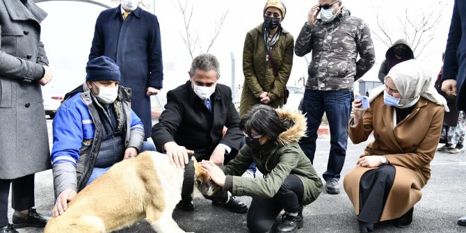 Mamak Belediyesi, sokak köpeklerini sahiplendirmeye devam ediyor