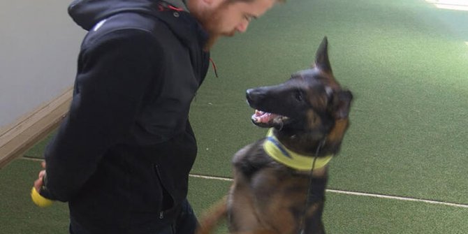 Uzmanlardan uyarı: Köpekleri yetiştirme tarzı çok kritik