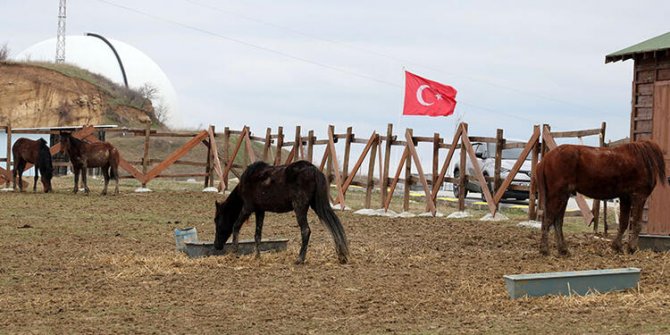 Yük taşımacılığından kurtarılan atlar, rehabilitasyona alındı
