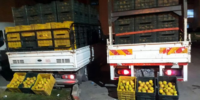 Çaldıkları 4 ton portakalı 11 bin liraya satmışlar