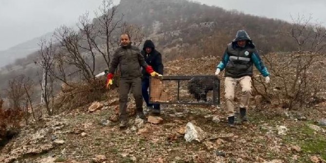 Tedavileri tamamlanan yaban hayvanları Hakkari'de doğaya salındı