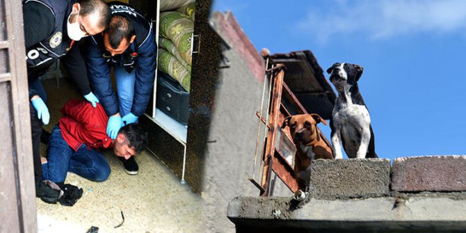 Torbacı, pitbull köpeklerle korunuyor