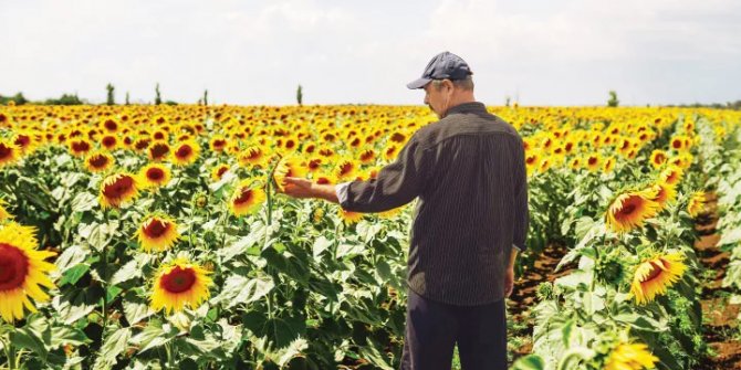 Türkiye'den ayçiçek hamlesi! Kritik tarım ürünlerine de yasak getirildi