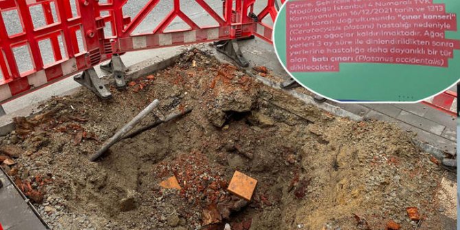 Çırağan Caddesinde kesilen 112 ağaç için İBB'ye ceza verildi