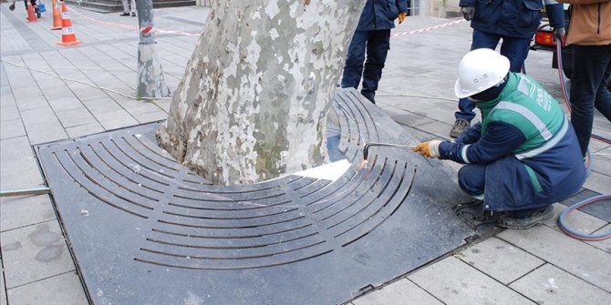 Pendik Belediyesi, ilçe merkezindeki çınarların bakımına başladı