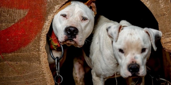 Sahibinin işaretiyle 2 kişiye saldıran pitbull "silah" sayıldı