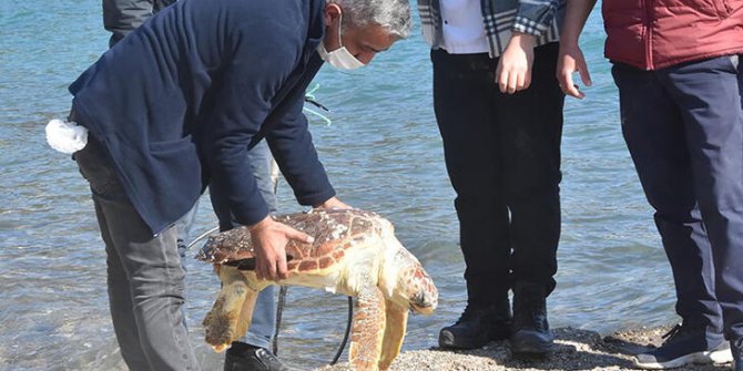 Bodrum sahilinde ölü careta caretta bulundu