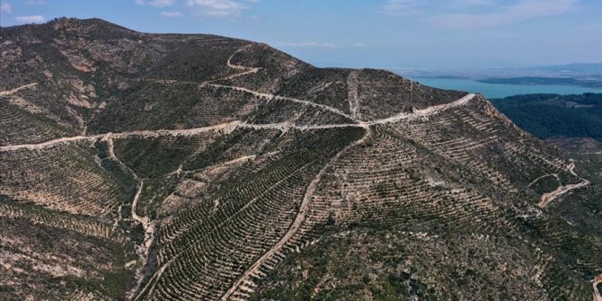 İzmir'de 5 yıl önce yanan 1168 hektarlık alana dikilen fidanlar tuttu