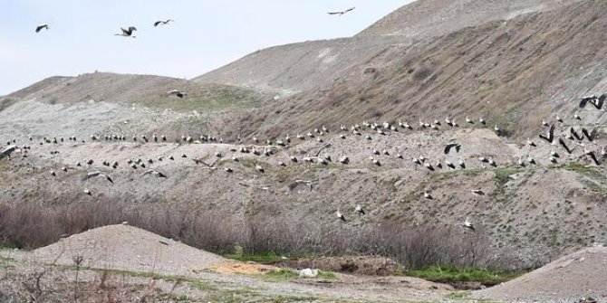 Türkiye kuş göçlerini haritalandırıyor