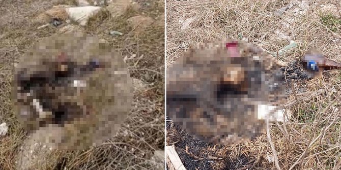 Eskişehir'de bir kedi yakılarak öldürüldü