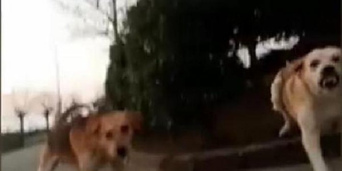 Kampüste köpek saldırısına uğradı