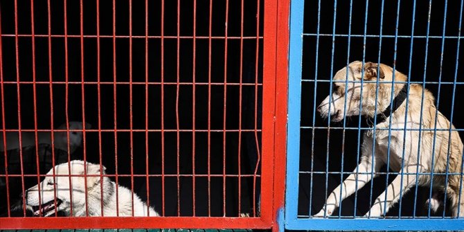 Sahipsiz köpeklerle ilgili belediyelere ihbar yağıyor