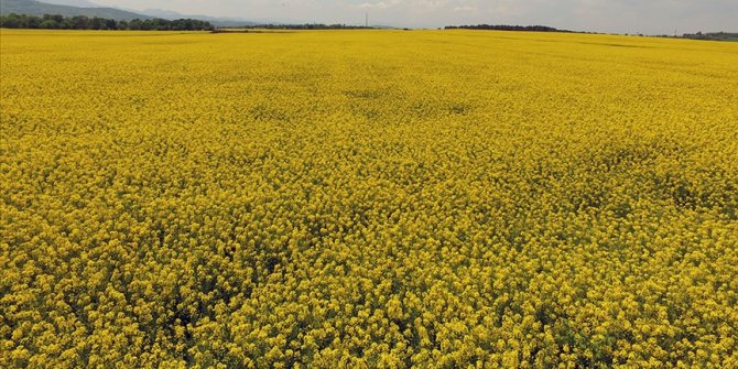 Yağışlar Trakya'da kanolada yüksek rekolte umudunu artırdı