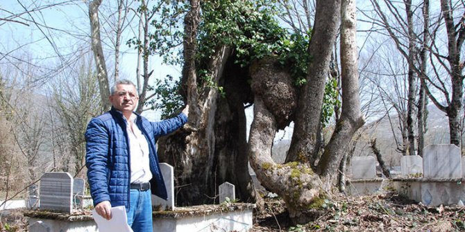 Üzerinde 'Allah' yazan çınar, 'Mistik Anıt Ağaç' olarak tescillendi