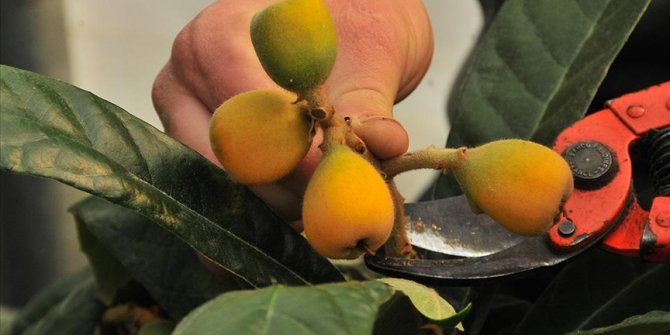 Mersin'de örtü altı yenidünya hasadı başladı