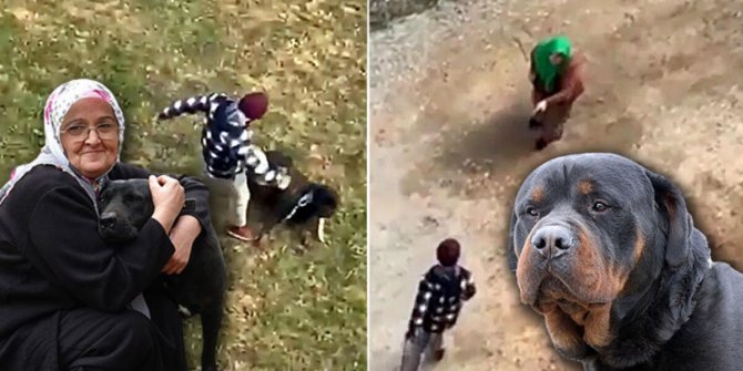 Köpeğe şiddet uygulayanı engelleyen kadın: Gözüm karardı, 'gel bana vur' dedim