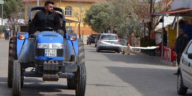 Kesmek için aldığı kaz, peşinden ayrılmıyor