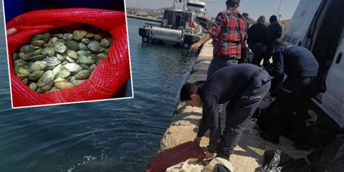 Yunanistan’a götürülmek istenen 1 ton kaçak midye ele geçirildi